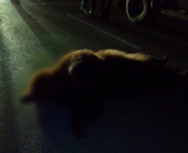 Фото: ecology.bashkortostan.ru