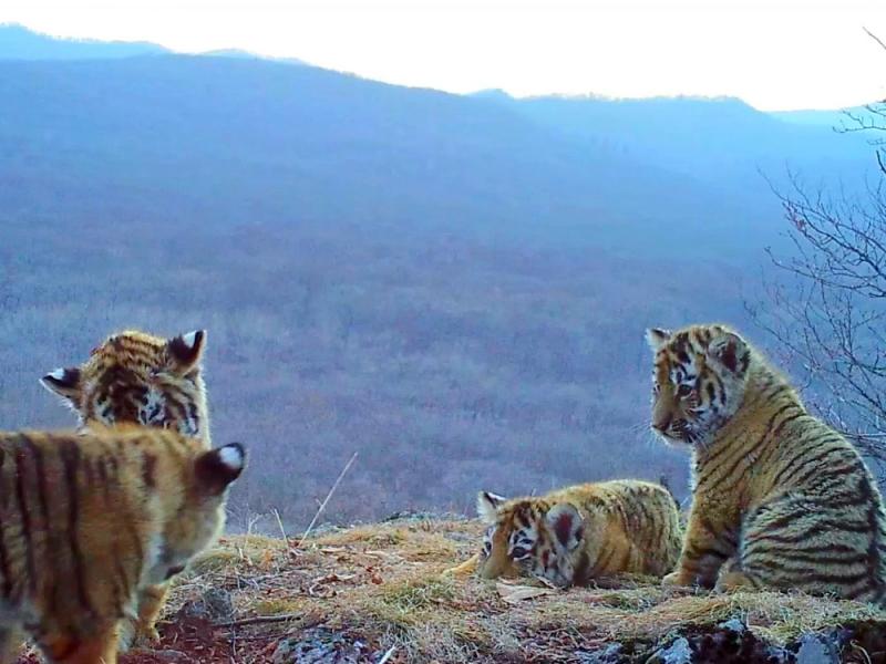 Возраст тигрят примерно три – четыре месяца