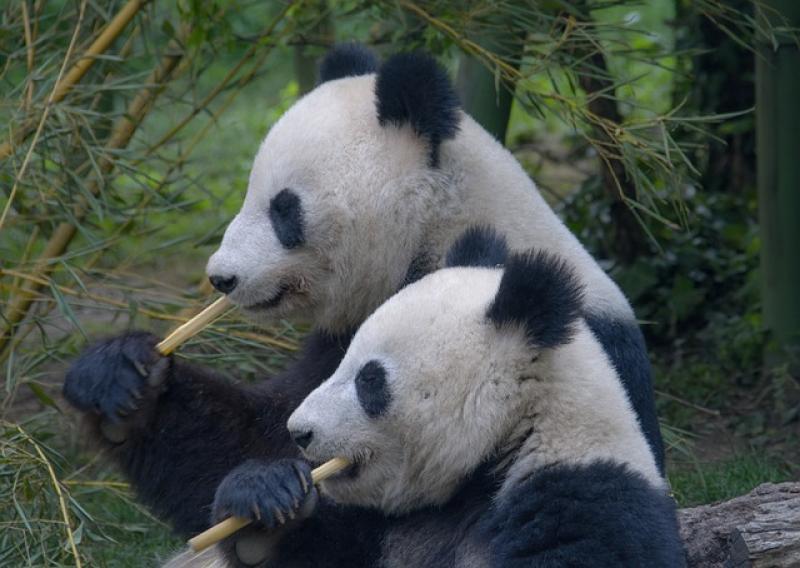 В Китае сотрудник зооцентра спас панду от драки необычным способом
