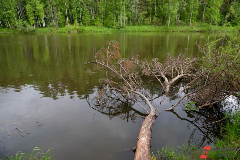 Лесной валежник с принятием закона стал недревесным ресурсом