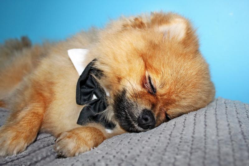 Знаменитый шпиц умер от тоски по другу