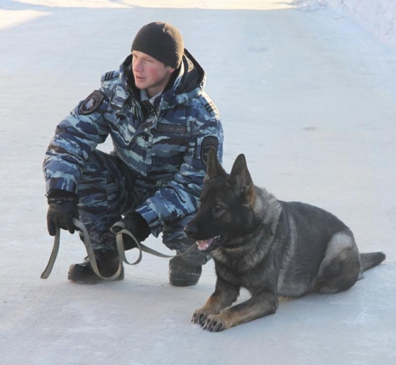 У петербургских спецслужб кончились собаки. Искать взрывчатку будут дольше