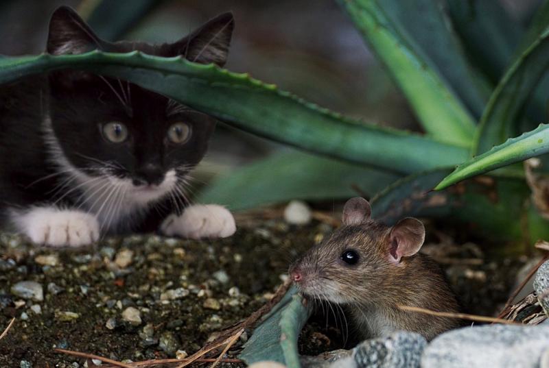 Мыши под новым снотворным могут проснуться от запаха хищника