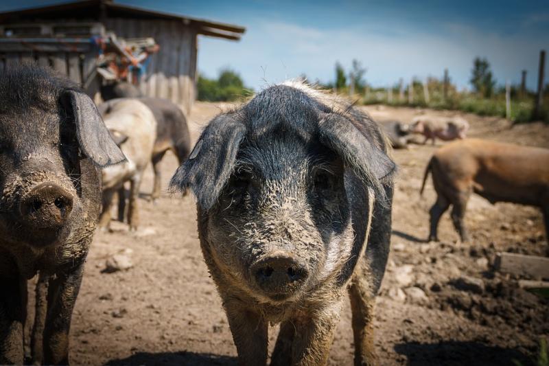 В Приморье вспышка ящура уничтожила поголовье скота на свинокомплексе
