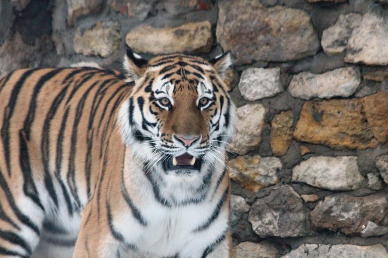 Хабаровский край просит оставить тигра Амура в Приморье