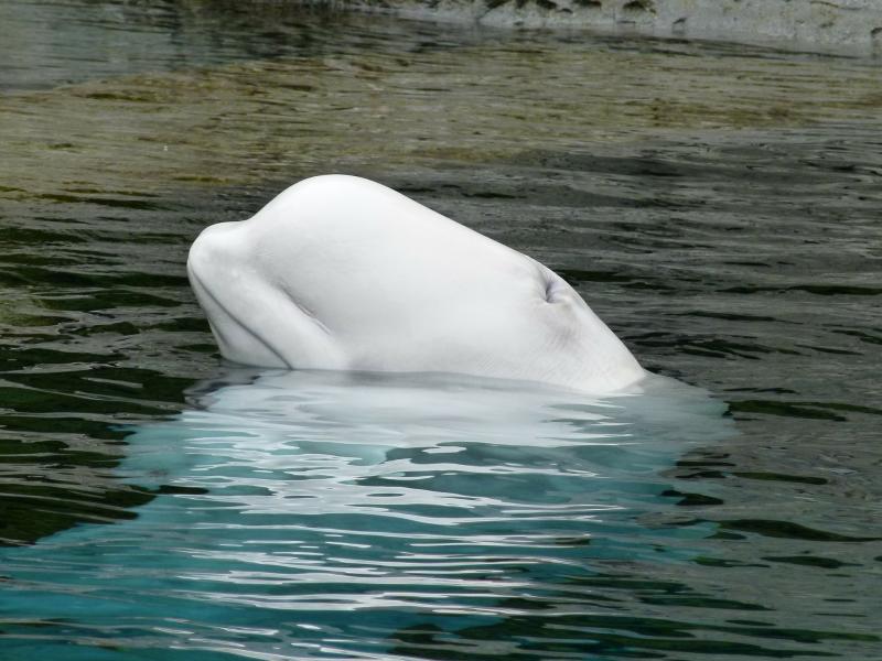 Белухи и косатки останутся в заложниках «китовой тюрьмы» на неопределенный срок