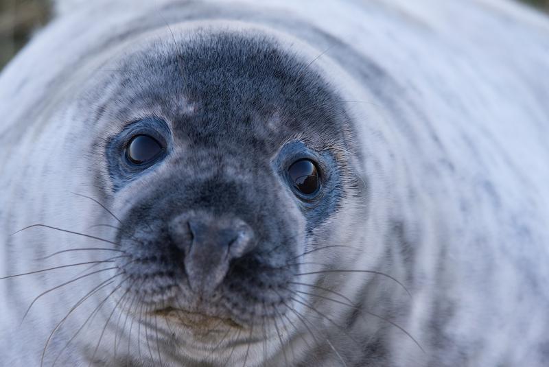 Из Приморья в Китай на «содержание» вывезут 50 тюленей