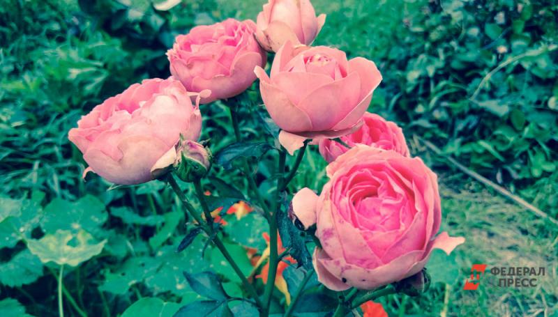 Певца Александра Добрынина 30 лет назад прославила песня «Розовые розы»