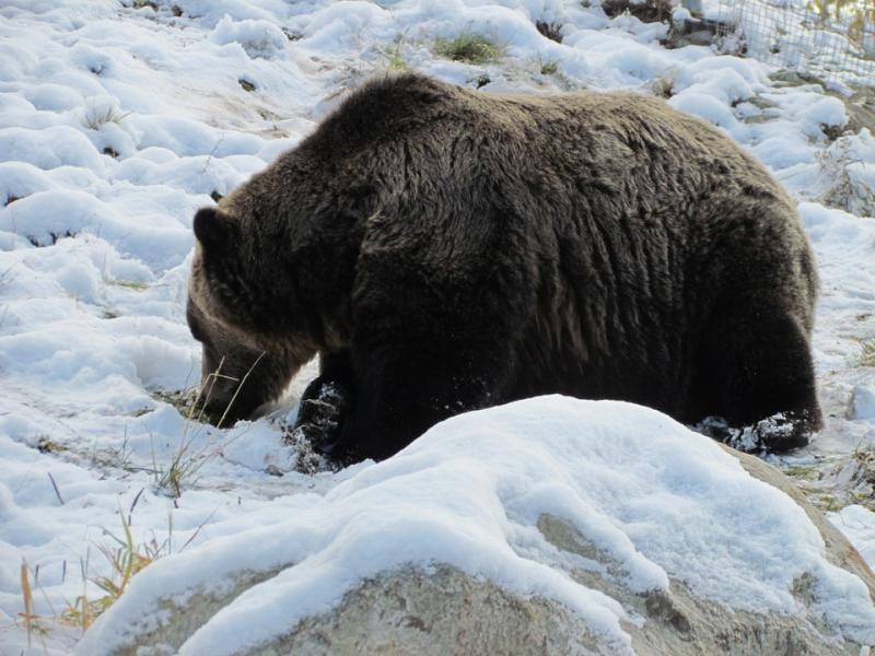 Убийство в берлоге медведя, вызвало широкий общественный резонанс