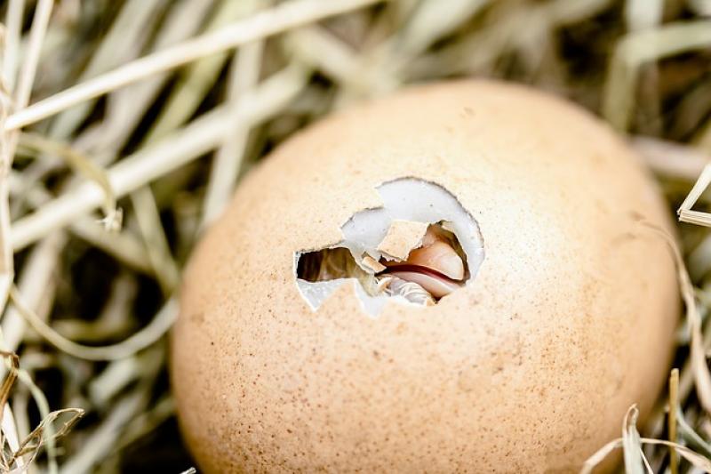 Раскрыта тайна треснувшего яйца