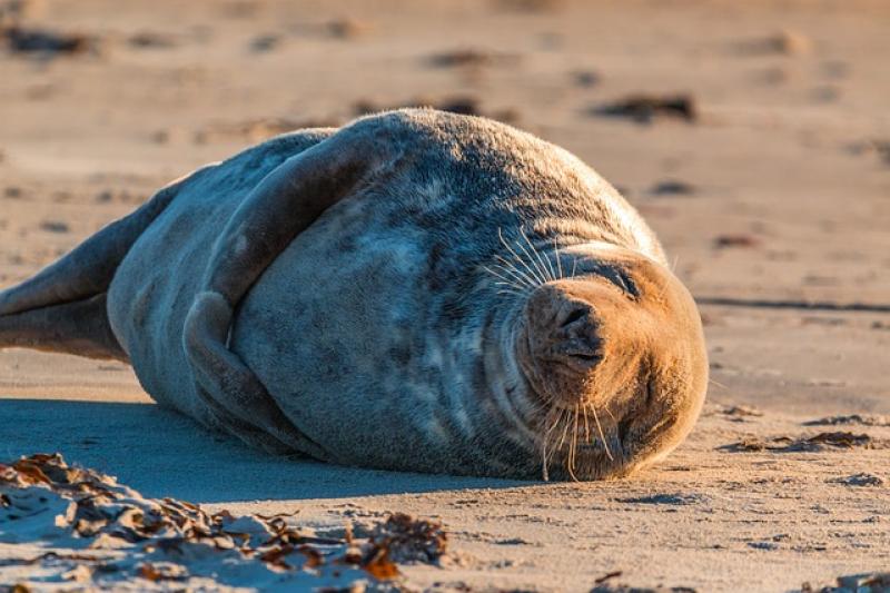 Во время шатдауна тюлени захватили туристический пляж в Калифорнии