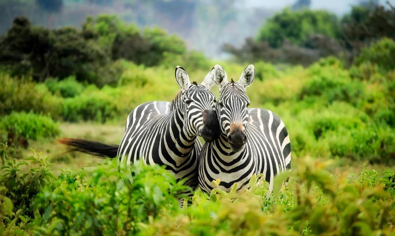 Исследователи выяснили функции полосок зебры