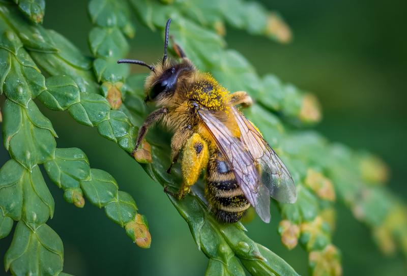 Украинский пчеловод улучшал вкус пчелиного меда каннабисом