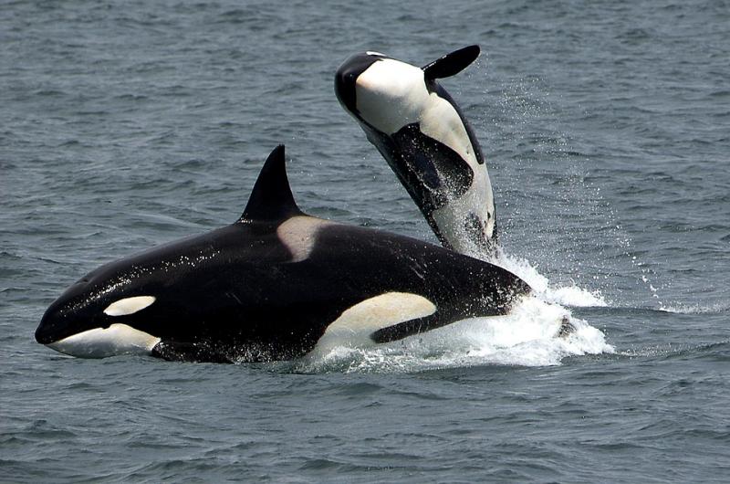 Косатки и белухи страдают в китовой тюрьме