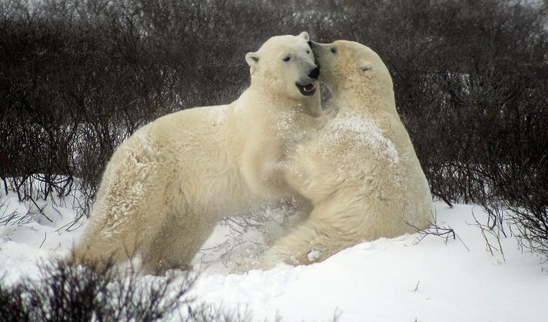 Из-за агрессии белых медведей группа Росприроднадзора полетит на архипелаг Новая Земля