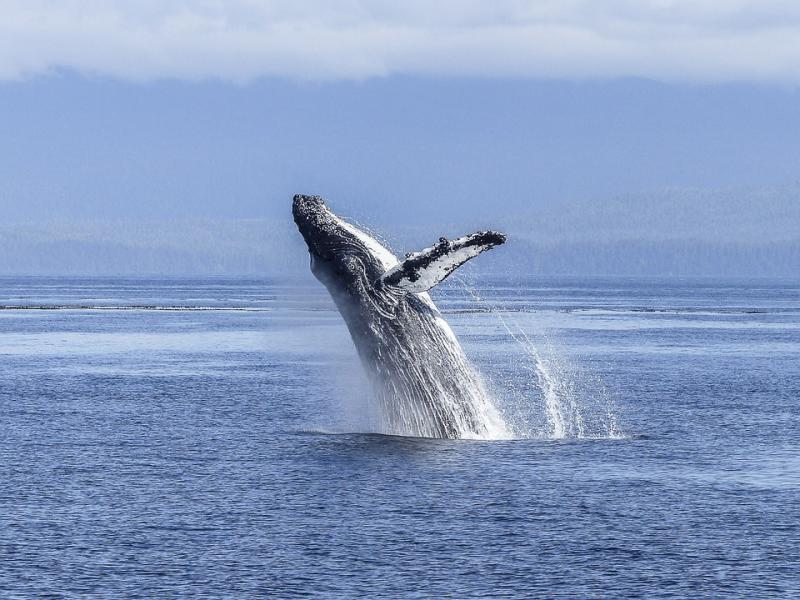 Ученый впервые оказался так близко к моменту рождения кита