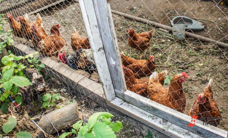 В Мордовии показатели производства мяса птицы выросли в два раза