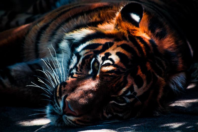 Жители хабаровского поселка обнаружили у дороги тело мертвого тигра