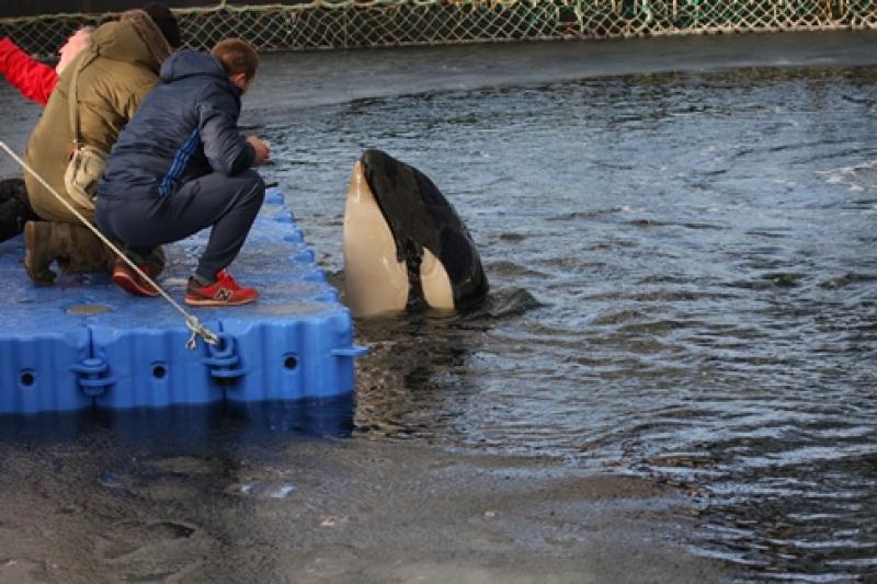 В Приморье владельцы «китовой тюрьмы» ответят за физическое состояние косаток и белух перед Росприроднадзором