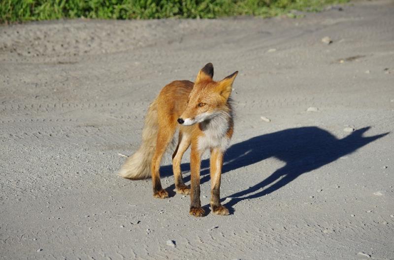 В Копейском округе была обнаружена бешеная лисица
