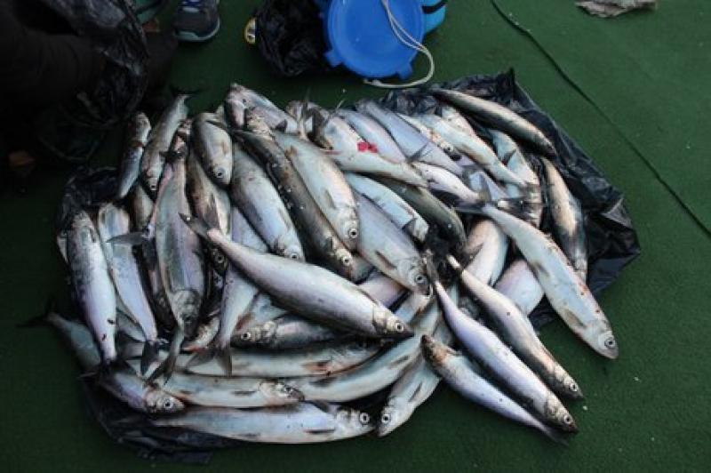 Промысловая рыба в Приангарье заражена ртутью