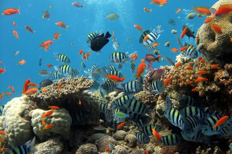 В прошлом подобные коралловые рифы были распространены в Средиземном море, но вымерли