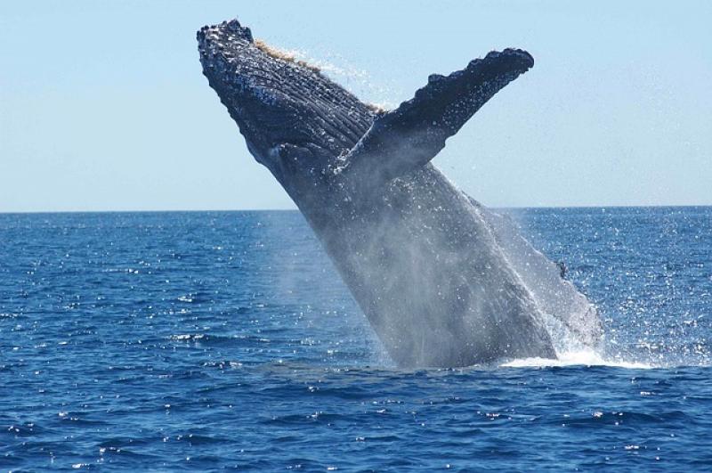 В Японии 87 человек пострадали при столкновении парома с китом