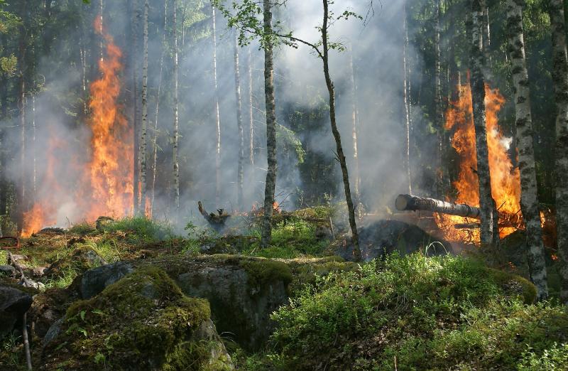 ГУ МЧС по Москве сообщает, что пожар в природном парке Серебряный бор ликвидирован
