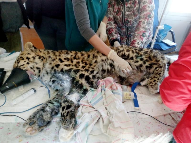 Ветеринары осмотрели раненного в Приморье леопарда