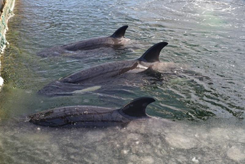 Хозяева «китовой тюрьмы» подтвердили, что вылавливали косаток и белух для иностранных океанариумов