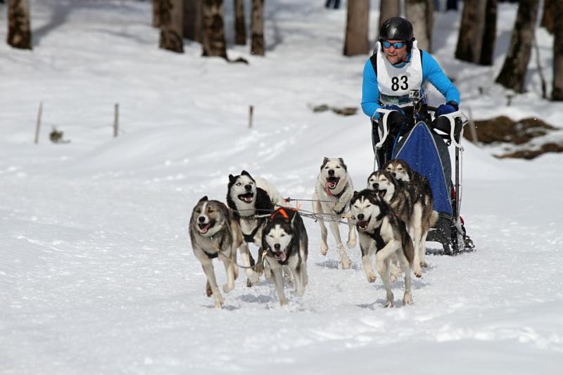 Экстремальная гонка на собачьих упряжках «Берингия -2019» стартовала на Камчатке