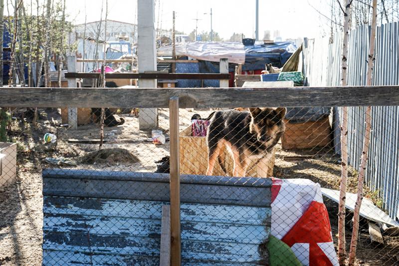Приют для собак в Сургуте останется без земли