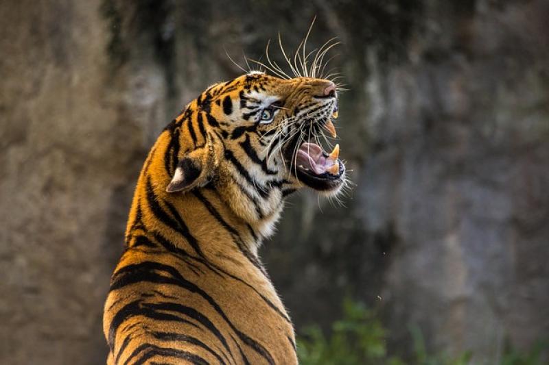 Тигр напал на владельца заповедника, когда тот пытался спасти зверя