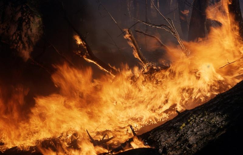 Пожар начался в 10-ти километрах от места гибели животных