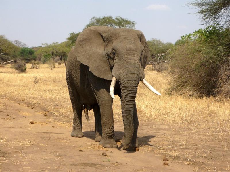 Слон пытался защитить носорога от нападения браконьеров
