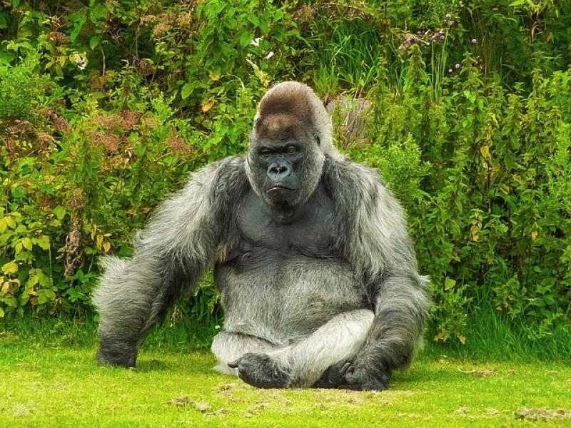 Илон Маск зачитал рэп про гориллу Харамбе, которую застрелили в зоопарке