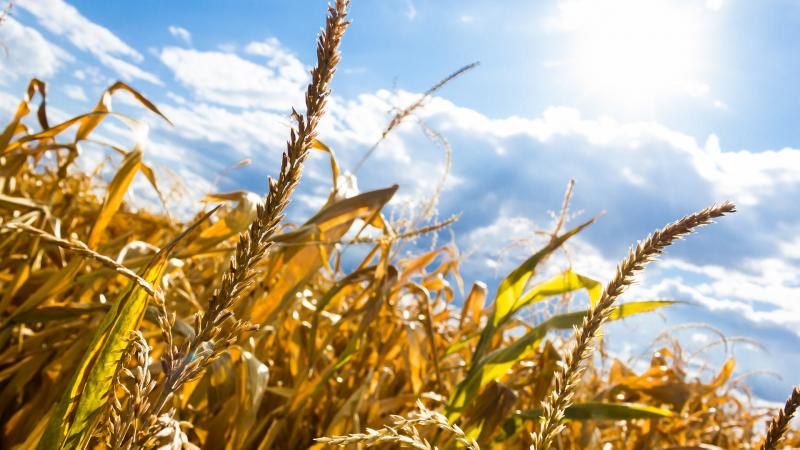 Эксперты ООН сообщают, что для предотвращения угрозы голода будут задействованы мировые запасы зерна.
