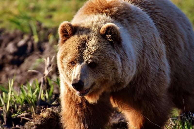 Попытка покормить медведя с руки закончилось плохо для жительницы Приамурья