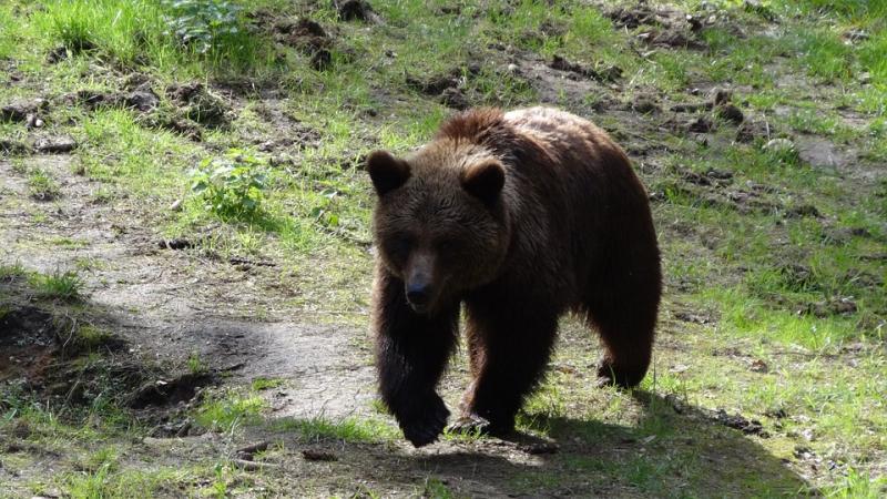 Общественность заступилась за медведя, который поранил женщине руку в Приамурье