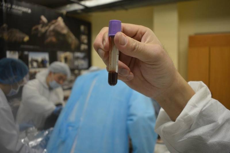 В Якутии обнаружили 42-тысячелетнюю лошадь с живой кровью