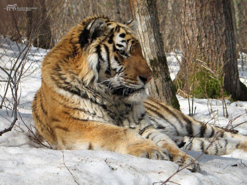 Амурские тигры из Приморья стали голливудскими знаменитостями