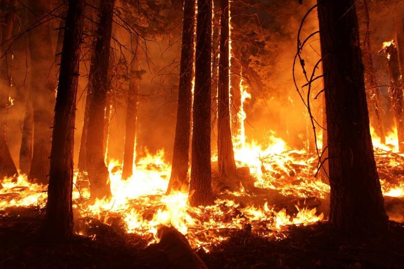 В районе Иковки проходят эвакуации из-за лесного пожара