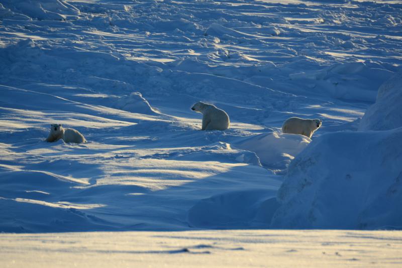 Коренные народы Арктики призвали открыто говорить о проблемах региона