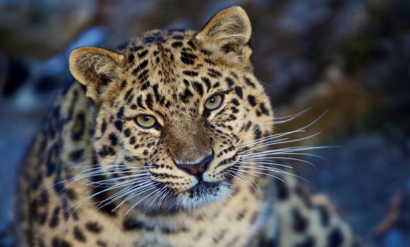Раненый в Приморье леопард готовится к возвращению в тайгу