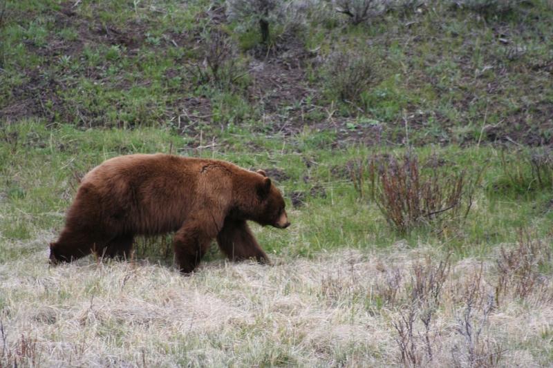 Камчатского медведя подозревают в убийстве
