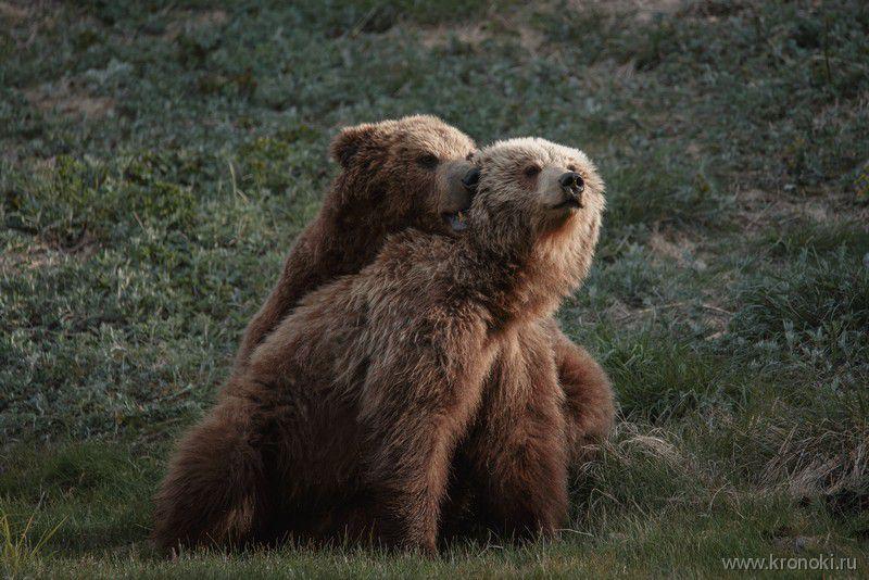 Камчатскую Долину гейзеров закрыли из-за медведей