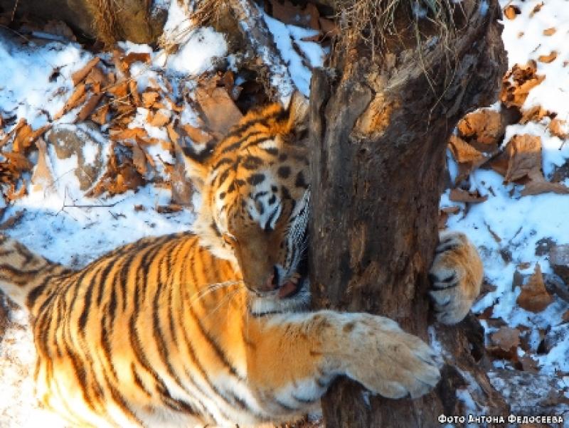 Хабаровчане вернут тигрицу Тайгу в Приморье