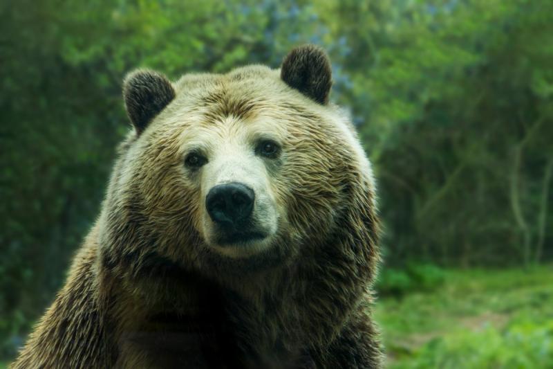 В Приамурье убили медведя, разорявшего кладбище