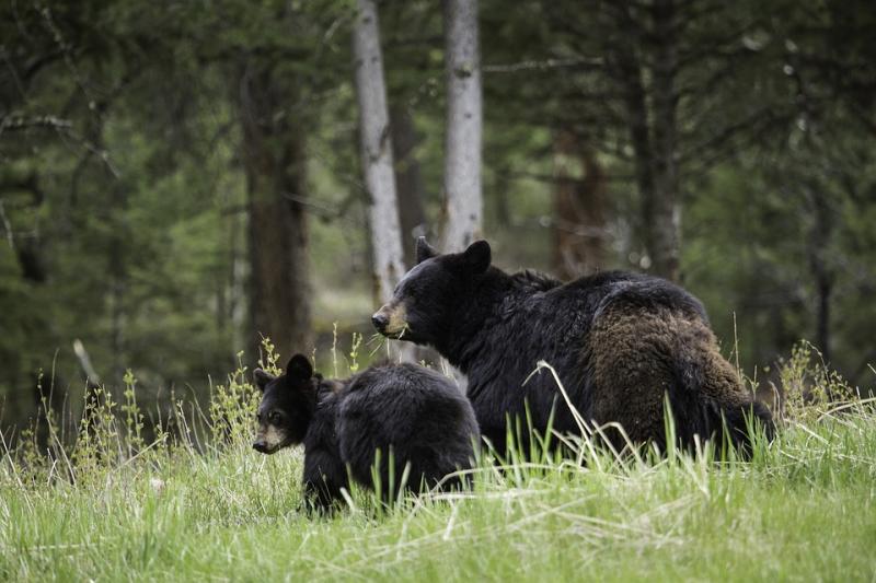 В окрестностях Ноябрьска бегали не взрослые животные, а медвежата