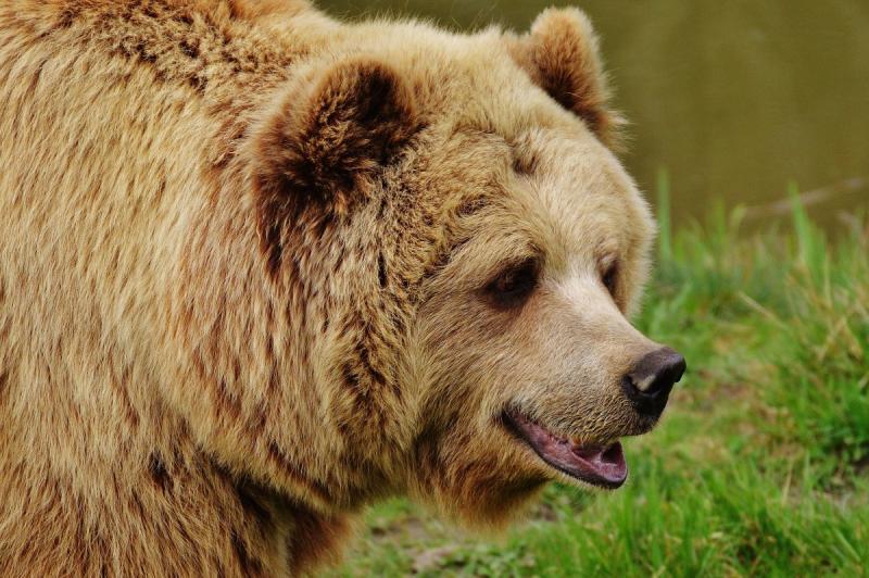 В Коми разрешили убить трех медведей